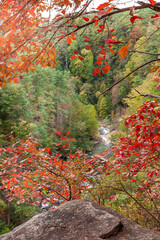 autumn in the forest