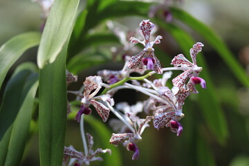 Vanda suavis or vanda tricolor flowers, spider-shaped, with three dominant colors in a single petal, white, brownish red and purple. Orchid plants endemic to the slopes of Mount Merapi Yogyakarta whos