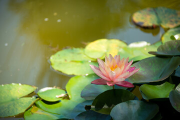 Beautiful pink water lily or lotus flower in pond