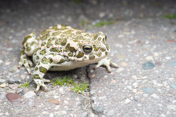 Green Toad (Bufotes viridis) - Rheinland Pfalz (Germany)