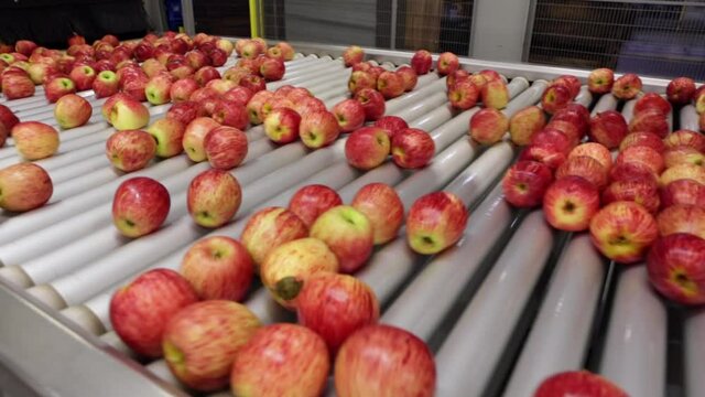 Organic ripe apples in an automatic sorting and production process in an industrial food factory machine. Concept of fruits, technology, industry, commerce, harvest, agriculture.