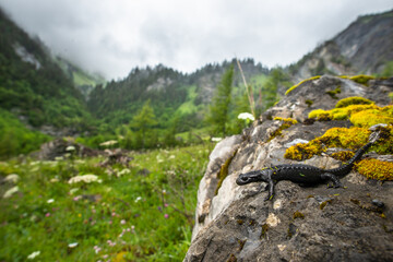 Alpine Salamander (Salamandra atra) - Switzerland