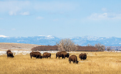 Buffalo herd at Rocky Mountain Arsenal National Wildlife Refuge, Colorado.