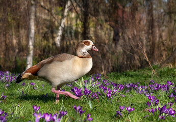 Egyptian goose roaming amongst purple crocuses in spring. Photographed near the lake in Regent's Park. London UK.