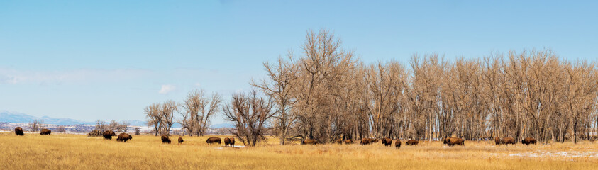 Buffalo herd at Rocky Mountain Arsenal National Wildlife Refuge, Colorado.