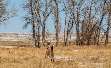 An adorable deer at Rocky Mountain Arsenal National Wildlife Refuge, Colorado.