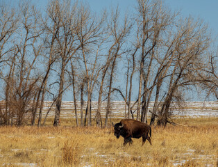 Wild Buffalo at Rocky Mountain Arsenal National Wildlife Refuge, Colorado.