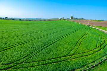 green sown field with sky