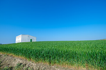 green sown field with sky