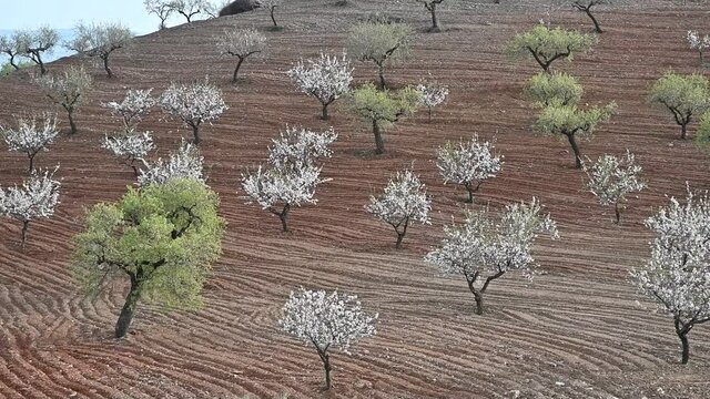 Paisaje con almendros en flor en la comarca de Los Velez en Almer&iacute;a, Espa&ntilde;a