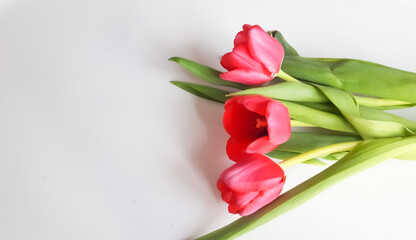 Red tulips on a white background. 