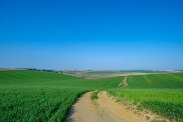 green sown field with sky