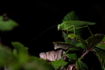 Phaneroptera nana, common name southern sickle bush-cricket