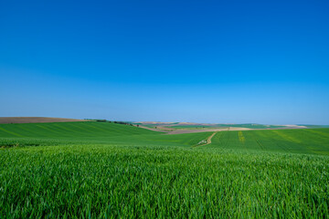 green sown field with sky