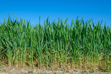 green sown field with sky