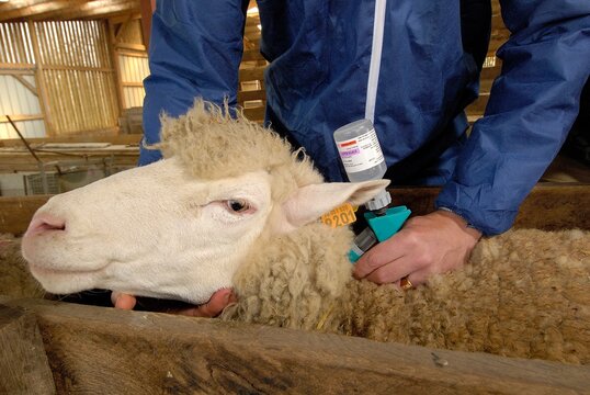 Vaccination mouton contre la fi&egrave;vre catarrhale ovine (FCO) dans un couloir de contention