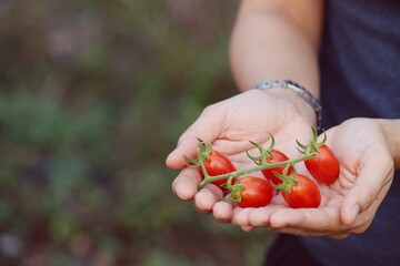 Ripe cherry tomatoes in hands farmers holding red juicy vegetables