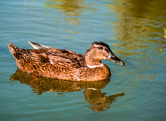canard