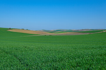 Obraz premium green sown field with sky