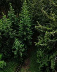fern in the forest