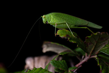 Phaneroptera nana, common name southern sickle bush-cricket