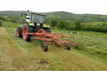 Tracteur dans une prairie, andainage. Troupeau de vaches prim holstein en arrière plan