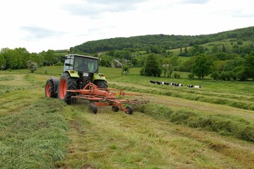 Fototapeta premium Tracteur dans une prairie, andainage. Troupeau de vaches prim holstein en arrière plan