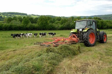 Tracteur dans une prairie, andainage. Troupeau de vaches prim holstein en arrière plan