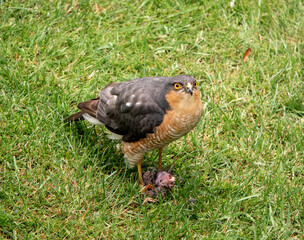 Sparrowhawk with kill