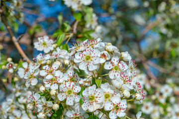 almond blossom with bee sucking
