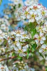 almond blossom with bee sucking