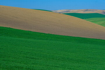 Obraz premium green sown field with sky