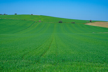 Obraz premium green sown field with sky