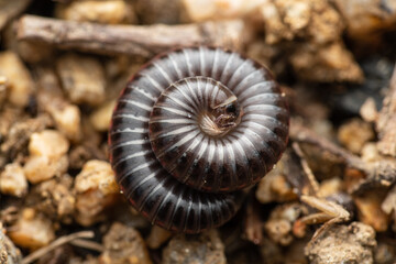 macro portrait of a coiled millipede