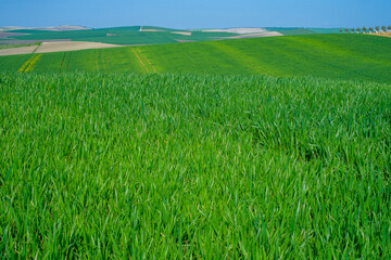 green sown field with sky