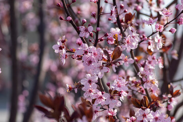 Canadian black plum Prunus nigra light pink flowers in bloom, beautiful flowering ornamental shrub with brown red leaves
