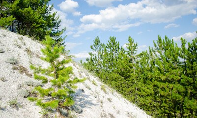 Fototapeta premium White chalk terraces against the blue sky, covered with lush pine trees. A small pine tree grows on the slope of a chalk hill. Nature background