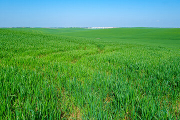 Fototapeta premium green sown field with sky