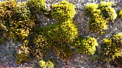 moss on stone