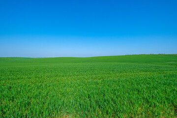 Fototapeta premium green sown field with sky