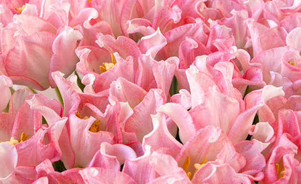 floral texture. Tulips close-up. bouquet. Pink. Flowers concept. Background from flowers. Bright colors. High quality photo