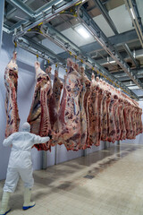 Fototapeta na wymiar A Butcher test meat in cold storage room.Carcass meat industry.