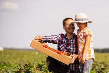 Young man farmer working in the garden, picking strawberries for his toddler daughter