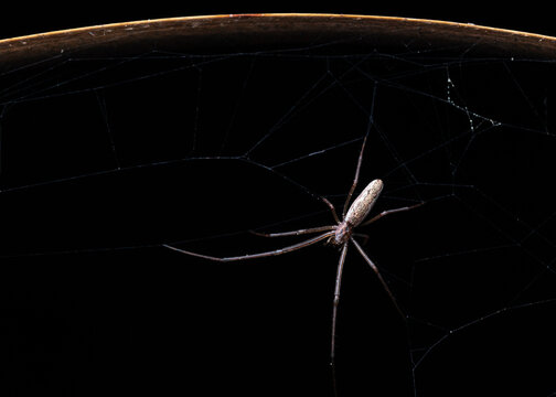 Long-jawed Orbweaver , Tetragnatha Sp