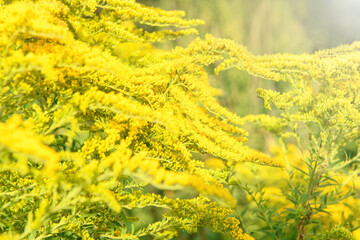 Blurred background. Yellow flowers Solidago (Common goldenrod). Summer and spring backgrounds. Selective focus.