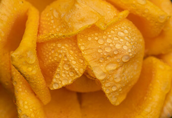 Vibrant Yellow, orange rose flower petals close up macro with water drops on, floral full frame background with bright colours