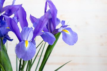 iris flowers isolated on white