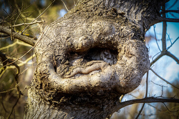 Strukturen auf Bäumen im Wald