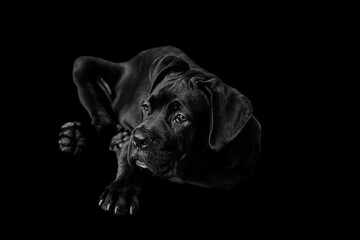 Fototapeta na wymiar Black Cane Corso puppy, Italian Mastiff 