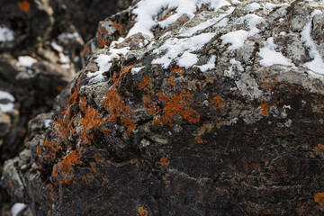 Macro orange lichen on rock with snow 